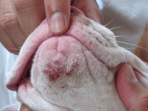 acne em cães