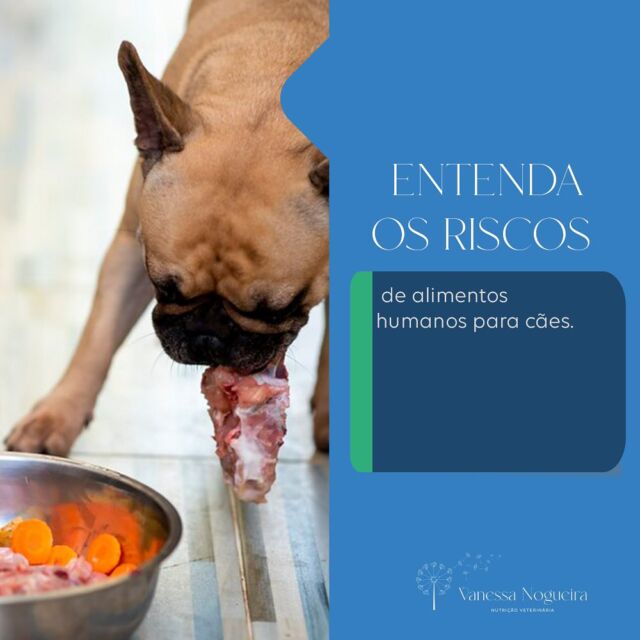 Biólogo orienta sobre o perigo do veneno do sapo para animais e humanos;  moradora de Divinópolis perdeu cadela após intoxicação, Centro-Oeste